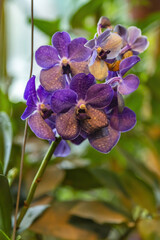 Wall Mural - Picturesque blossoming of a beautiful flower in the winter in the greenhouse