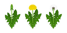 Yellow And White Fluffy Dandelion. Various Stages Of Flowering. Vector Set Of Elements.