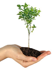 Wall Mural - Citrus tree in female hand