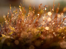 Natural Background, Texture. Moss With Water Droplets On A Background Of A Beautiful Sunset