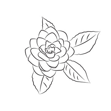 The camellia flower is drawn with a line. Lush bud isolated on white background. Line art simple botanical, for wedding cards, invitations