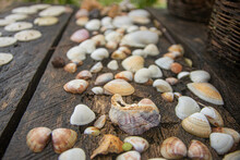 Assorted Beach Shells