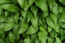 Pattern Of Green Hosta Leaves In The Garden