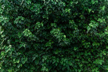 Live Ivy Solid Cover Background