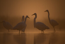 Great Egrets Just Before Sunrise