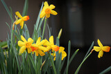 Fototapeta Dmuchawce - Tiny yellow and orange centered daffodils in bloom
