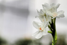 Closeup Of White Daffodils Against A Grey Background