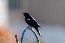 Red-winged Blackbird Perched On A Plant Or Feeder Hook