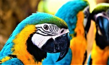 Blue And Yellow Macaw Ara