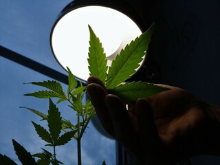 Wall Mural - carved marijuana leaves in the light of a room lamp in the male hand of a grower, control and verification of the normal growth of cannabis in a domestic environment