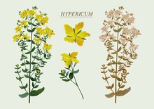Pharmacy Herb Hypericum Wort Is A Useful Plant Figure Illustration
