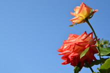 Two Red Roses On A Background Of Blue Sky. With Space For A Text Card.  