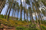 Fototapeta Tęcza - Las w pobliżu Rajczy