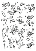 Carnivorous Plants, Vector Illustration In Black And White