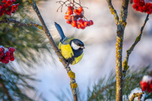 The Bird Tit Sits On A Snow-covered Branch Of A Red Mountain Ash On A Sunny Frosty Day