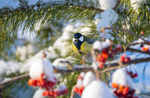 The Bird Tit Sits On A Pine Branch Covered With Snow On A Sunny Frosty Day