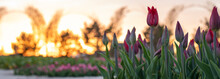 Beautiful Summer Landscape, Red Tulips Bloom At Sunset.