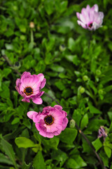 Wall Mural - Gorgeous purple daisies in a lush garden.