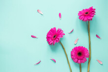 Three Pink Gerbera Flowers With Petals