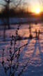 sunset in winter, snow, nature