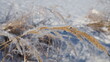 grass in the snow, winter