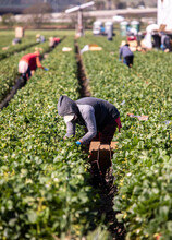 Agribiz, Agribusiness, Agricultural, Agriculture, California, Covid-19, Crop, Environment, Farm, Farm Equipment, Farm Worker, Farm Workers, Farmer, Farming, Farmworkers, Field, Field Worker, Food, Foo