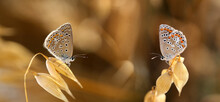 Two Butterflies Are Sitting Opposite Each Other On A Sunny Day 