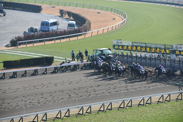 Wall Mural - 中山競馬場