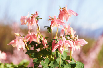 Wall Mural - Nature background with tender pink Aquilegia Vulgaris flowers