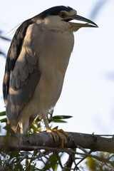 Canvas Print - Black-crowned night heron, seen in the wild in North California