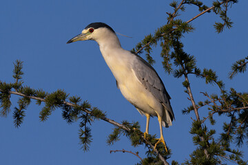 Wall Mural - Juvenile black-crowned night heron perched , seen in the wild in North California