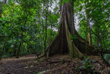 Fototapeta Miasto - The Kapok tree or Ceiba is one of the largest