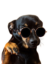 A Small Black Dog In Sunglasses, On A White Background Isolate