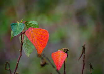 Sticker - The Beautiful shape of Red leaves the plant on the mountain.