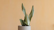 Sansevieria mother in law tongue plant