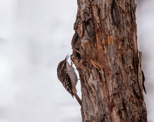 Brown Creeper (Certhia Americana) Creeping On The Bark Of A Tree.