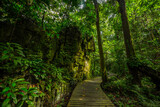 Fototapeta Dziecięca - A pathway in jungle, Mulu, Borneo