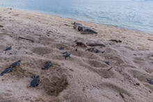 Sea Turtle Hatchlings Crawl To The Sea