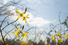 Yellow Forsythia Photographed With Backlight
