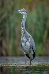 Aufkleber - A portrait of a grey heron as it stands upright in the water