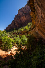 Wall Mural - Rim above Lower Emerald Pools in Fall in Zion National Park Utah