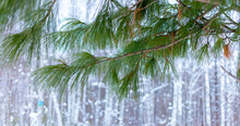 Pine Branch Against The Background Of A Winter Forest