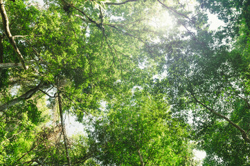 Wall Mural - green leaf on tree with sunshine