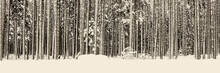 Pine Forest In Winter, Snow Covered Ground And Trunks, Monochrome Sepia Panorama