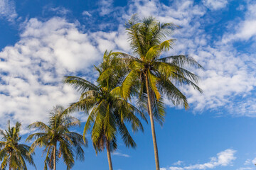 Poster - Palm trees against blue sky.