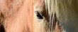 Portrait eines braunen Pferdes, Nahaufnahme Detail	