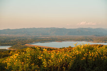 Mexican Sunflower With Mae Kham Dam And Sunset On The Mountain. Close-up Tree Marigold Or At Mae Moh, Lampang, Thailand. Beautiful Landscape.