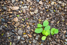 Focus On Small Green Plant Growing On The Stone And Wet Ground