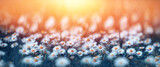 Fototapeta Kwiaty - stokrotki na łące w promieniach słońca