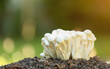 White shimeji mushrooms, on a pile of soil.